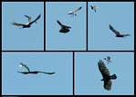 (18) montage (sea gull attacking turkey vulture).jpg    (1000x720)    210 KB                              click to see enlarged picture